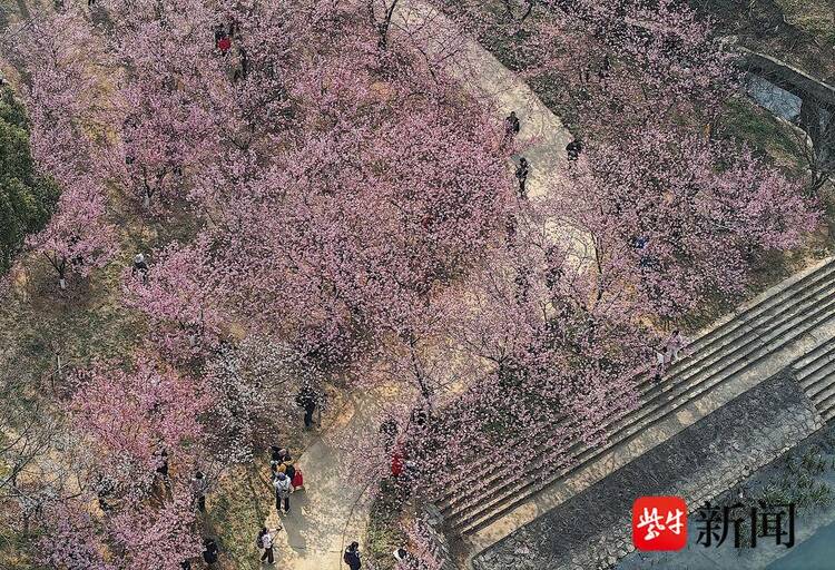 賞櫻正當時！南京中山植物園早櫻如雲似霞