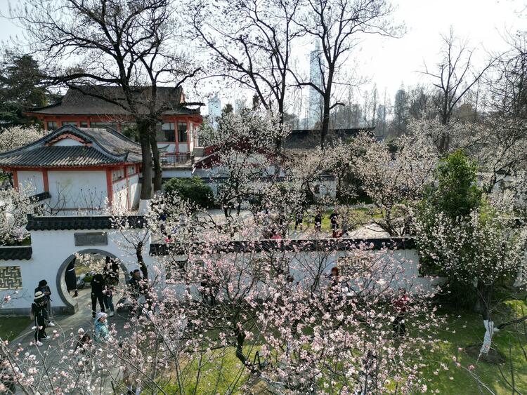 花開滿枝頭！南京玄武湖春色滿園