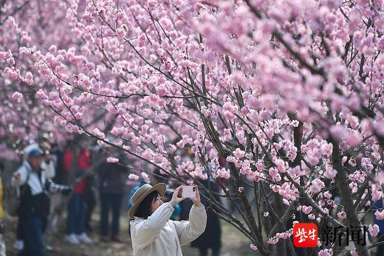 賞櫻正當時！南京中山植物園早櫻如雲似霞