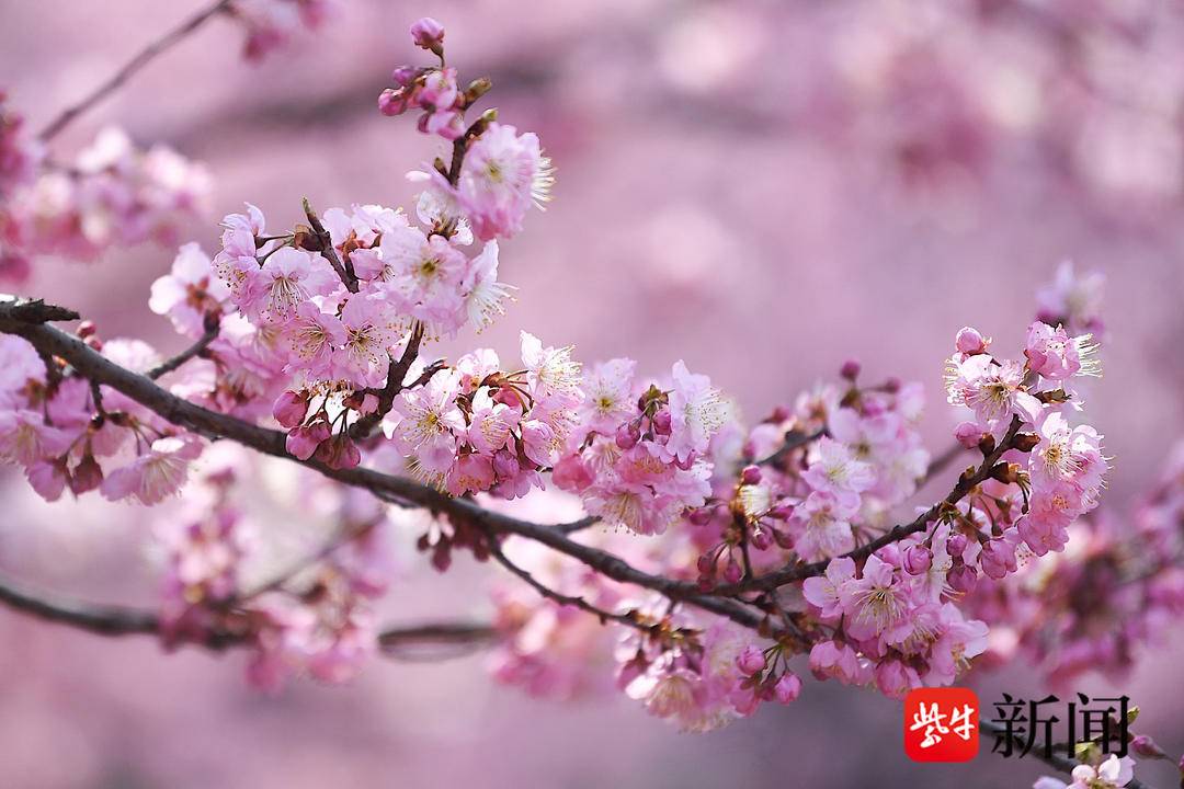 賞櫻正當時！南京中山植物園早櫻如雲似霞