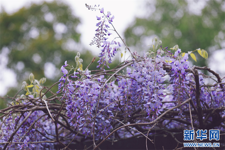 南京：百年紫藤花開如瀑 帶來春日浪漫