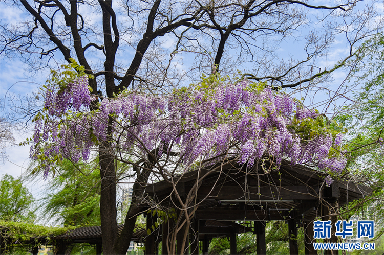 南京：百年紫藤花開如瀑 帶來春日浪漫