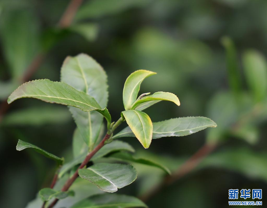 蘇州洞庭山碧螺春茶迎來集中採摘期