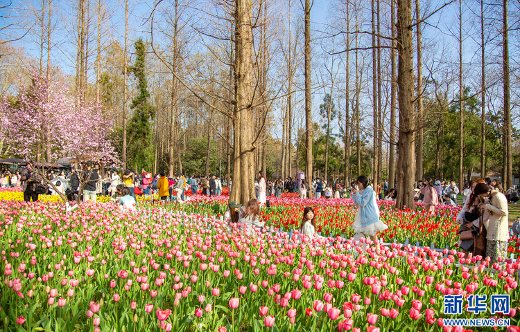 南京中山植物園：鬱金香“盛裝登場” 斑斕花海春天有約