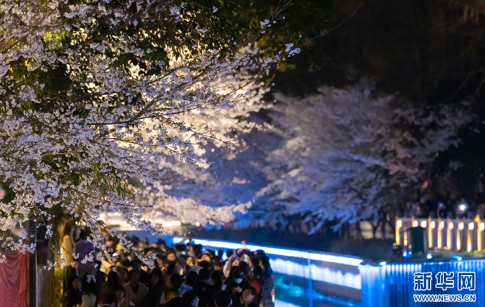 南京：浪漫“夜櫻”醉遊人 氛圍感滿滿