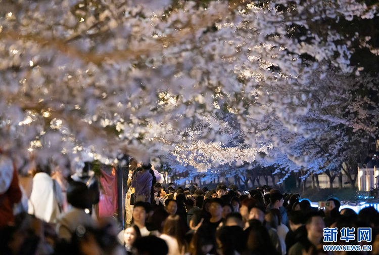 南京：浪漫“夜櫻”醉遊人 氛圍感滿滿