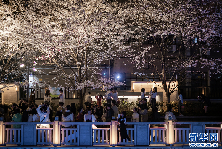 南京：浪漫“夜櫻”醉遊人 氛圍感滿滿