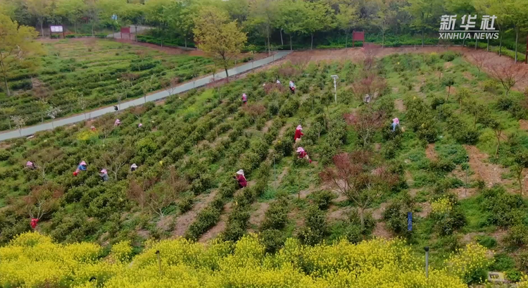 江蘇揚州：送電上春山 茶香溢滿園