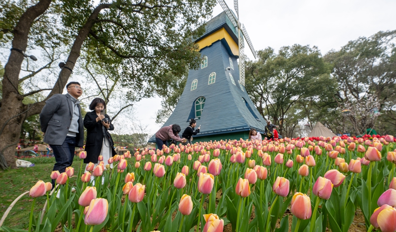 無錫梅園景區：梅園鬱金香花開