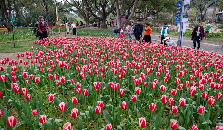 無錫梅園景區：梅園鬱金香花開