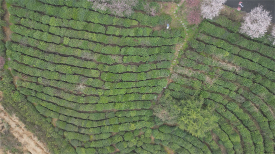 助力茶産業快速發展 南京第三屆採茶節在黃龍峴開幕_fororder_圖片16