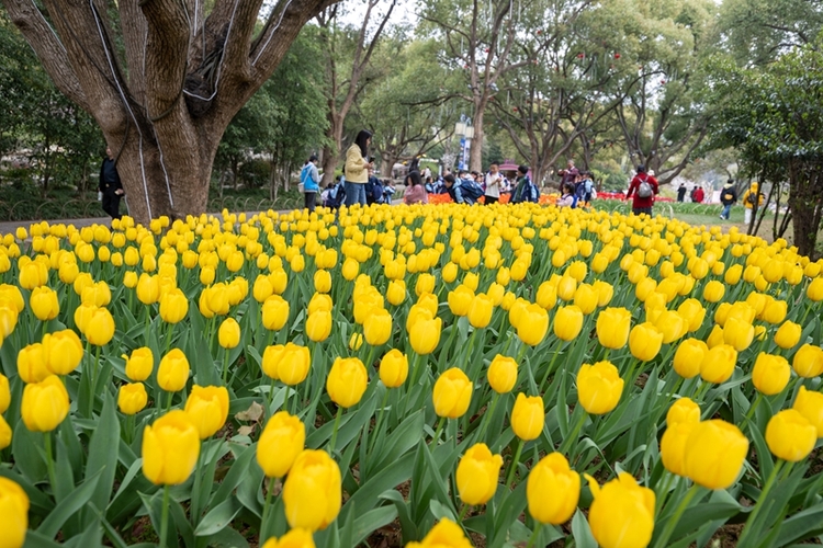 無錫梅園景區：梅園鬱金香花開