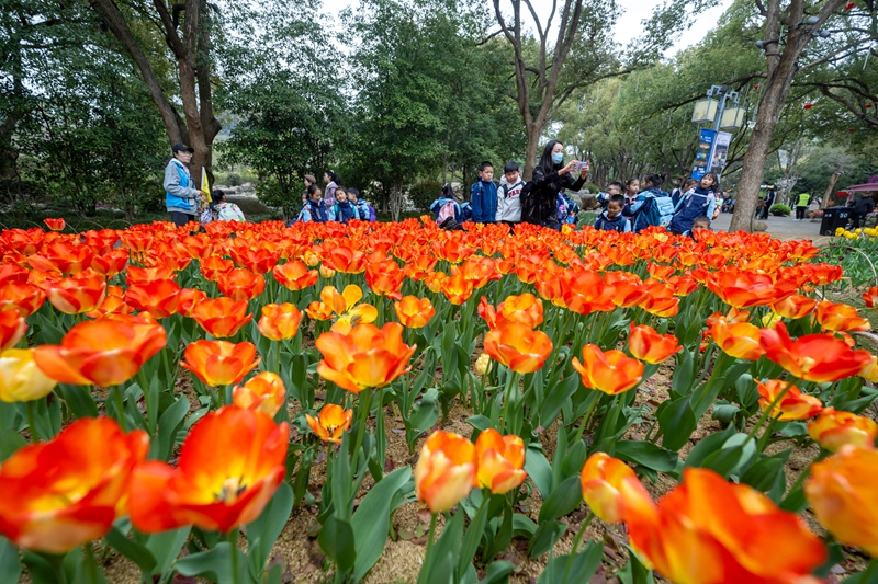 無錫梅園景區：梅園鬱金香花開