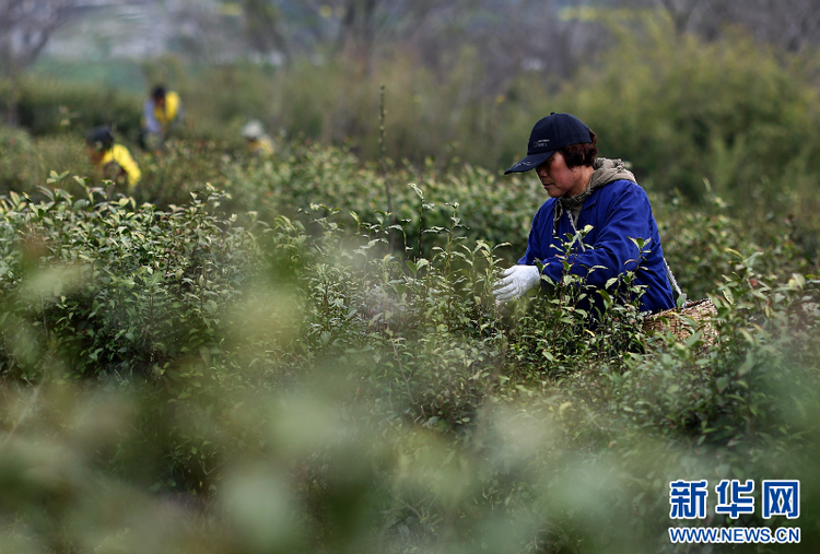 江蘇句容：春茶採摘忙