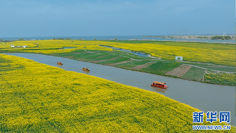 江蘇高郵：邂逅高郵湖畔的金色花海