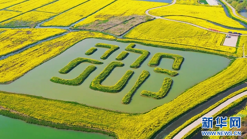 江蘇高郵：邂逅高郵湖畔的金色花海