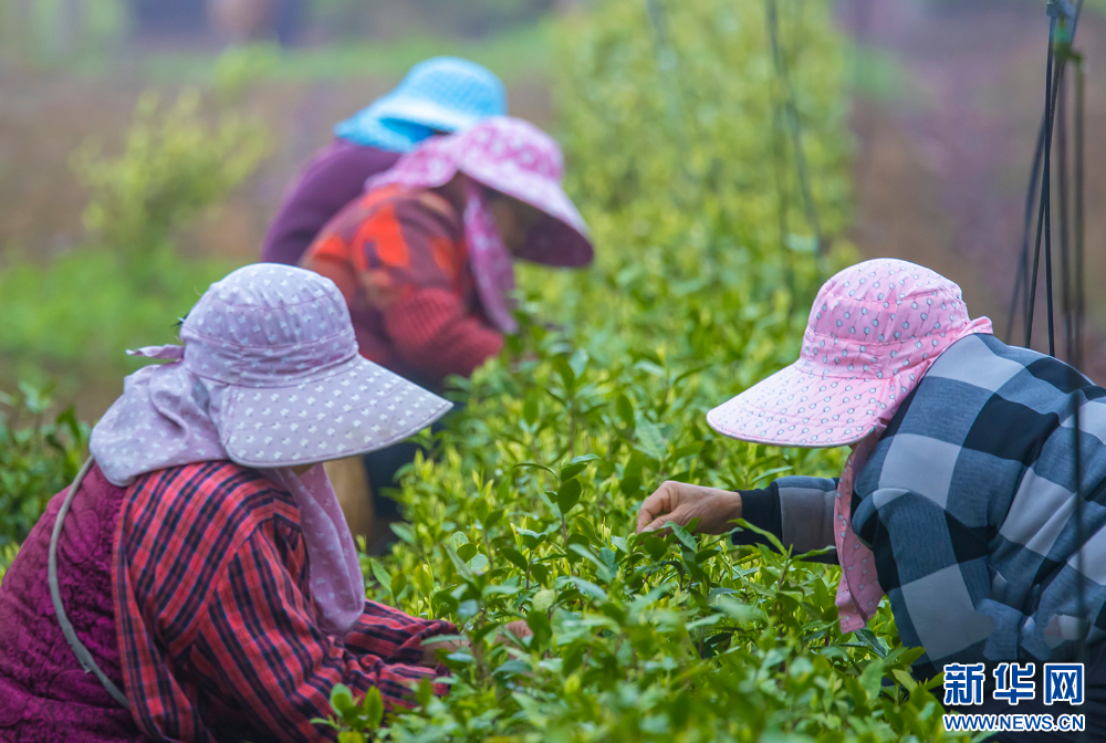 茶鄉茶飄香 茶農採茶忙