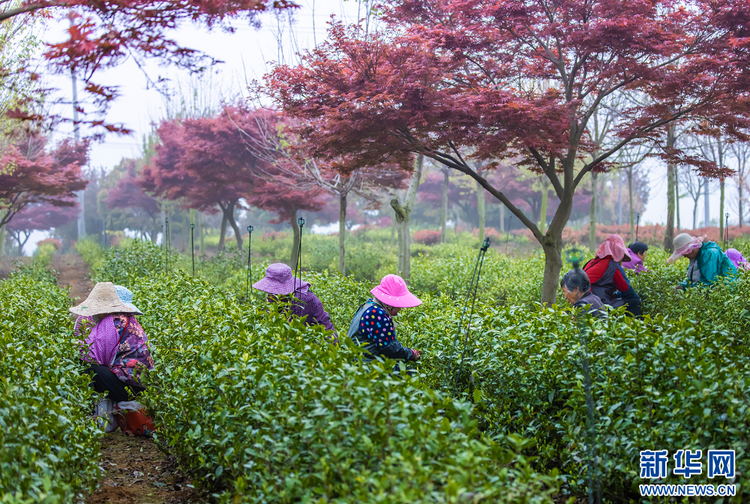 茶鄉茶飄香 茶農採茶忙