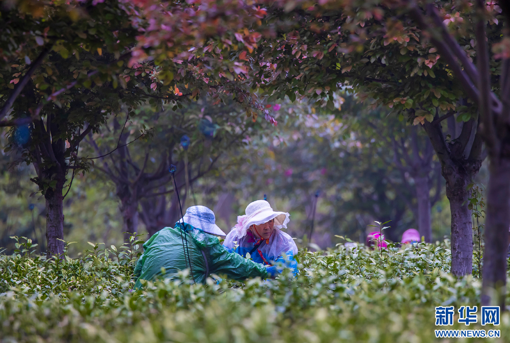 茶鄉茶飄香 茶農採茶忙