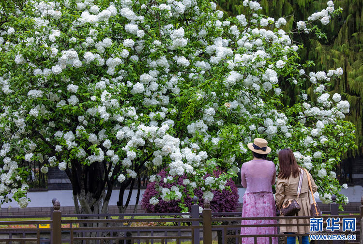 南京：繡球花開惹人醉