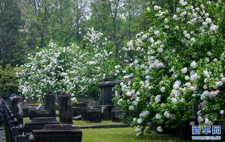 南京：繡球花開惹人醉