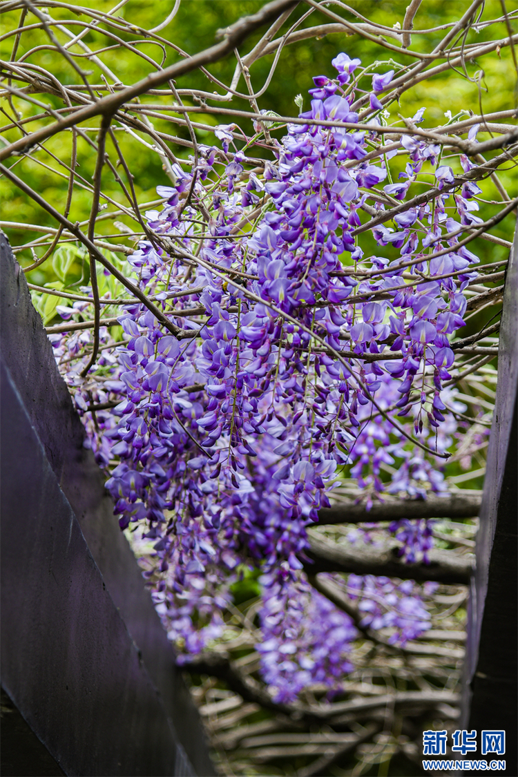 南京：百年紫藤花開如瀑 帶來春日浪漫