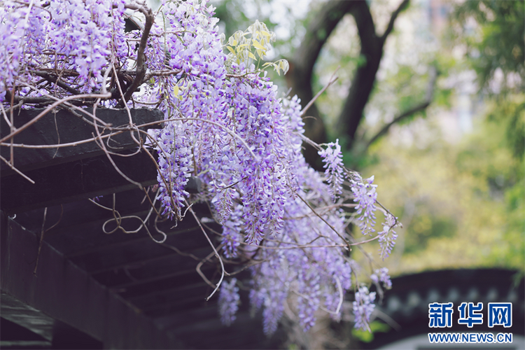 南京：百年紫藤花開如瀑 帶來春日浪漫