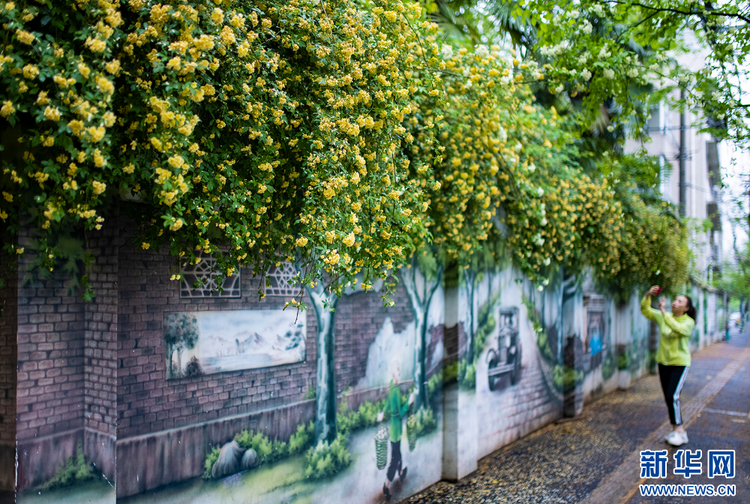 南京：木香花開 藏在小巷裏的“春天”也很美