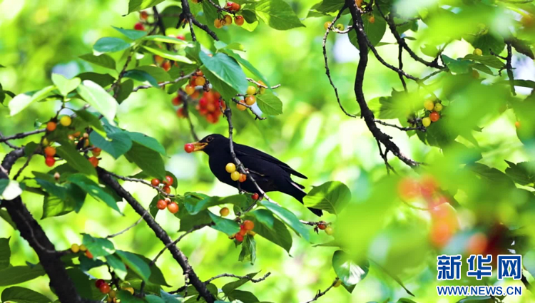 南京玄武湖櫻洲的櫻桃紅了