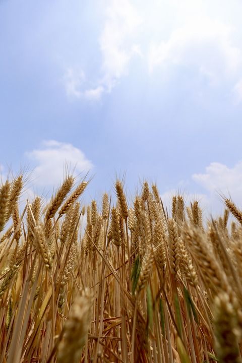 江蘇：夏麥豐收開鐮忙