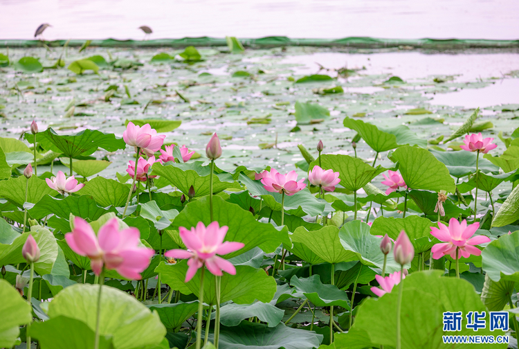 南京莫愁湖公園：小荷才露尖尖角 初夏賞荷正當時_fororder_2024060711aa7a6ae3ee4e81b27996a2dd4e1d20_20240607806e9ee6f49348209d5606e4d6562915