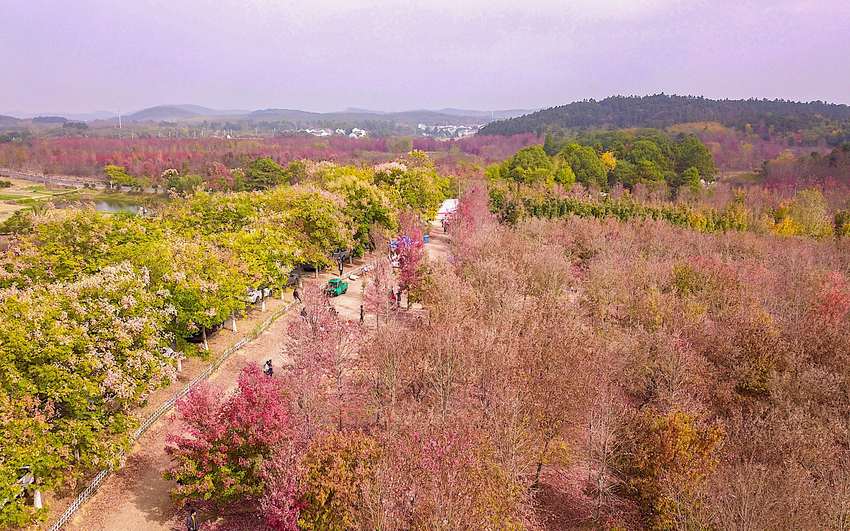 （供稿 旅遊列表 三吳大地南京 移動版）第二屆國際慢城紅楓節在南京高淳開幕