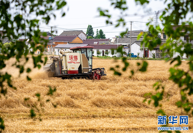 江蘇興化：小麥收穫忙碌 奏響豐收樂章_fororder_202407020ff15ce25dc946dba9b78c65c2108c3d_202407012911ae404c16428b90c0ebb964cb64d4