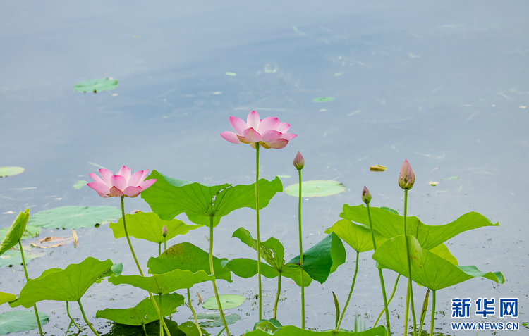 南京莫愁湖公園：小荷才露尖尖角 初夏賞荷正當時_fororder_2024060711aa7a6ae3ee4e81b27996a2dd4e1d20_2024060707094e2514ae46f1a128b433067b5b21