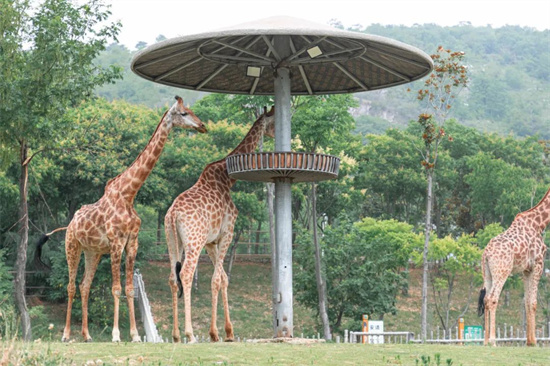 暑假遛娃來南京金牛湖野生動物王國 逛一次很“新”的動物園_fororder_圖片24