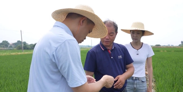 南京高淳：積極應對高溫“烤”驗 全力保障農業生産_fororder_圖片3_副本