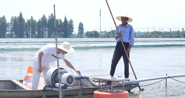 南京高淳：積極應對高溫“烤”驗 全力保障農業生産_fororder_圖片5_副本