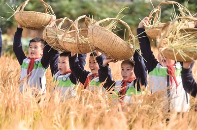 （頭條）新農民新技術活力迸發 新産業新業態迭代升級