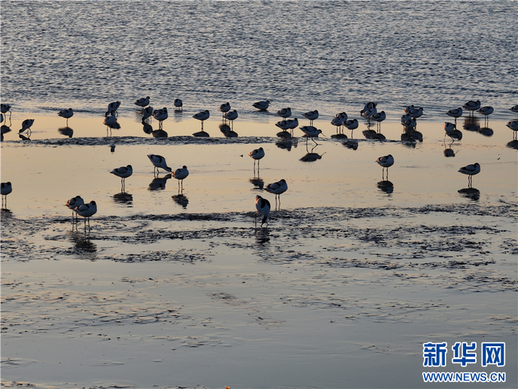 江蘇連雲港海州灣畔鳥兒歡