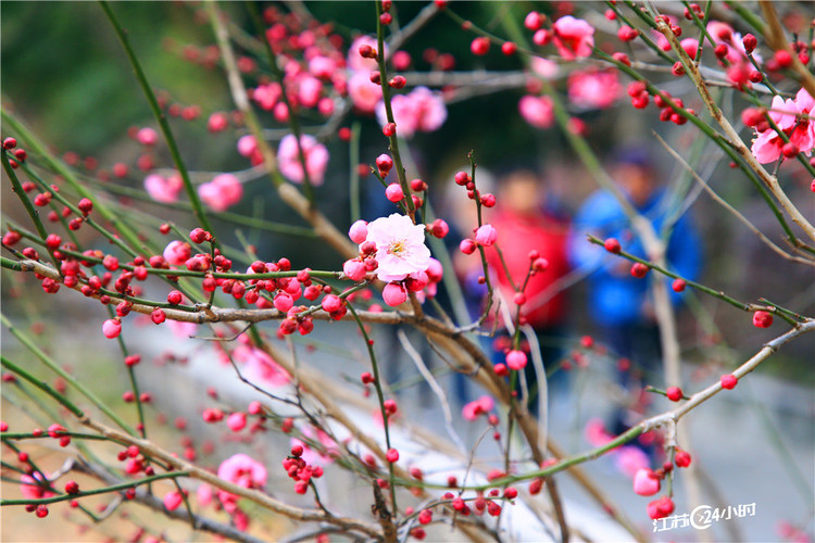 蘇州：梅花盛開喜迎春