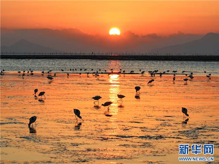 江蘇連雲港海州灣畔鳥兒歡