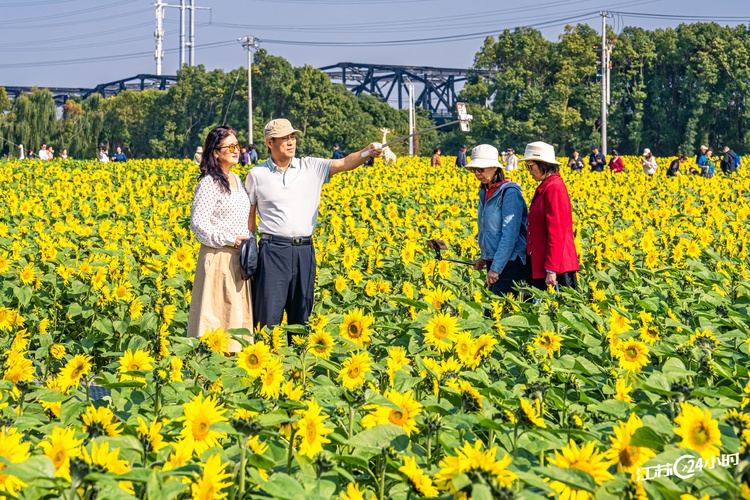 蘇州：向日葵綻放迎客來