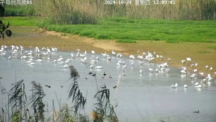 “鳥界國寶”東方白鸛成群現身南京