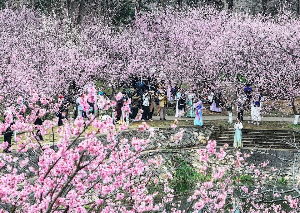 南京中山植物園迎來最美賞櫻季