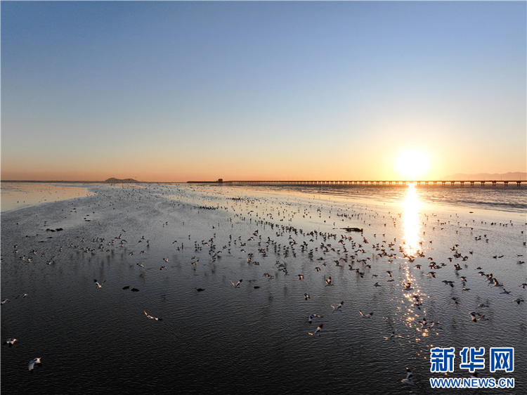 江蘇連雲港：越冬候鳥數量迎來高峰