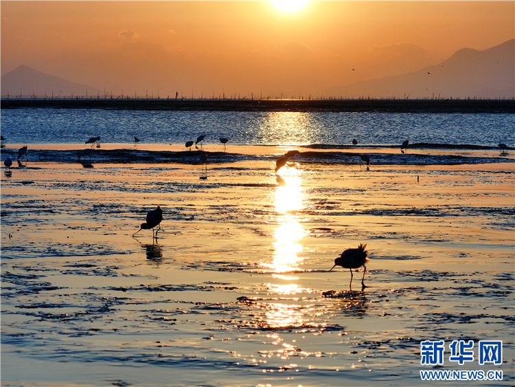 江蘇連雲港海州灣畔鳥兒歡