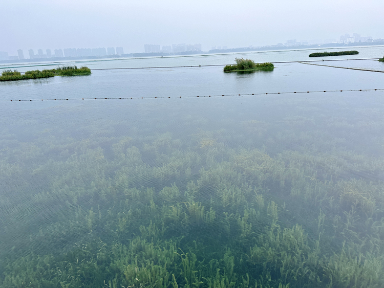 江蘇：生態向好 珍稀動物紛紛前來“定居”