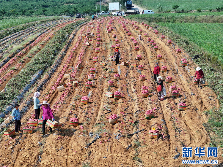 江蘇連雲港：紅薯喜豐收 “甜”地收穫忙