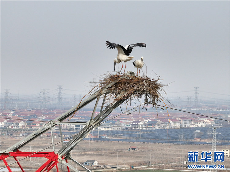 江蘇連雲港：東方白鸛築巢高壓鐵塔_fororder_20250226_091129_004