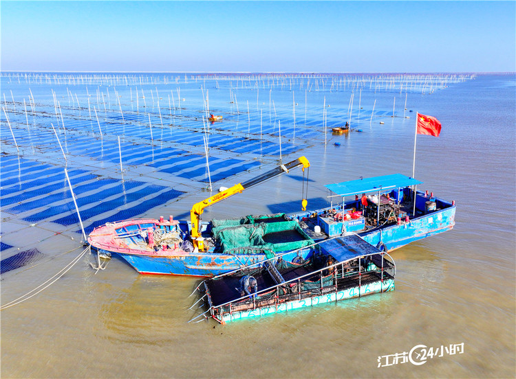 連雲港：“海上牧場”收穫忙